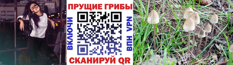 Галлюциногенные грибы Psilocybe  цены   Жердевка 